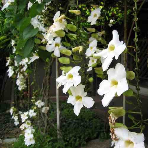 Muda de Thunbergia Arbustiva Branca - Thunbergia grandiflora alba