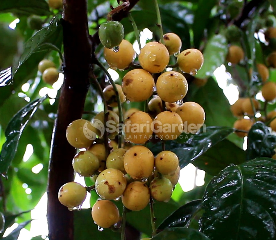 Muda de Mafai ou Uva Birmanesa - Baccaurea ramiflora