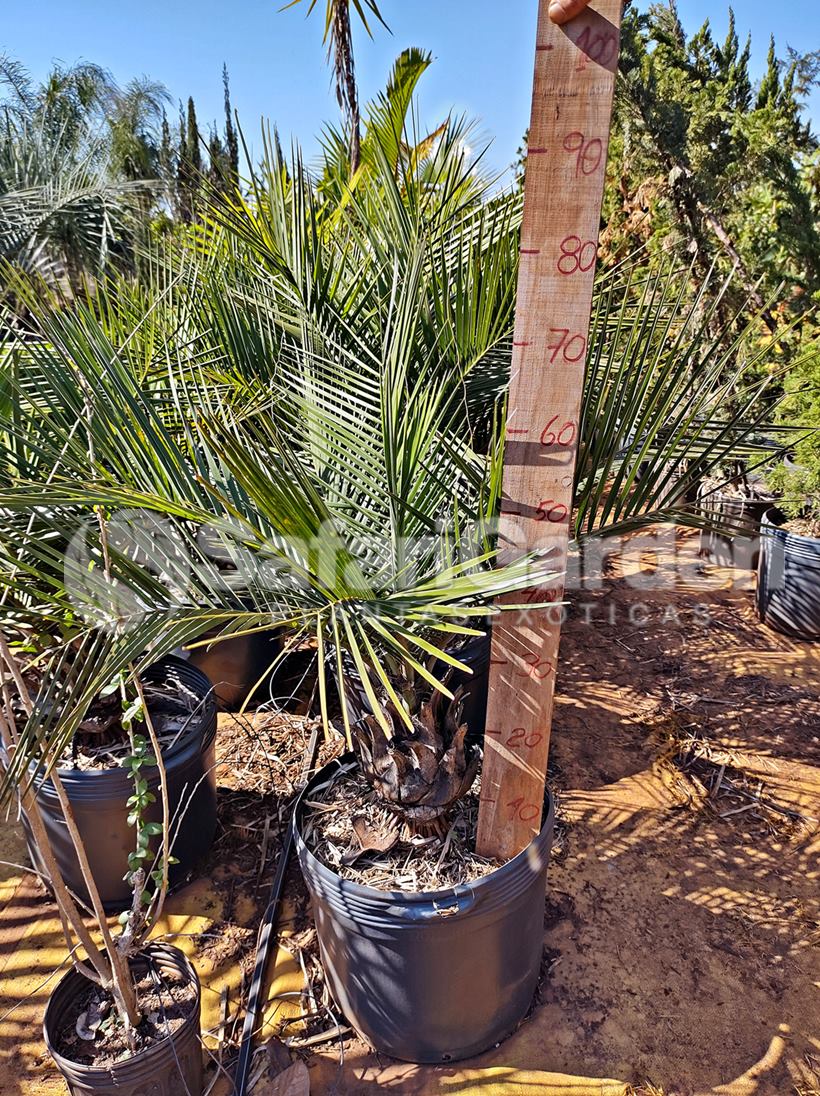 Muda de Palmeira do Chile - Jubaea chilensis