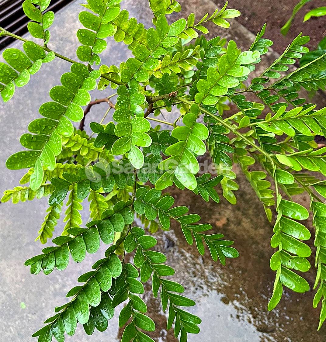 Muda de Pau Brasil - Caesalpinia Echinata