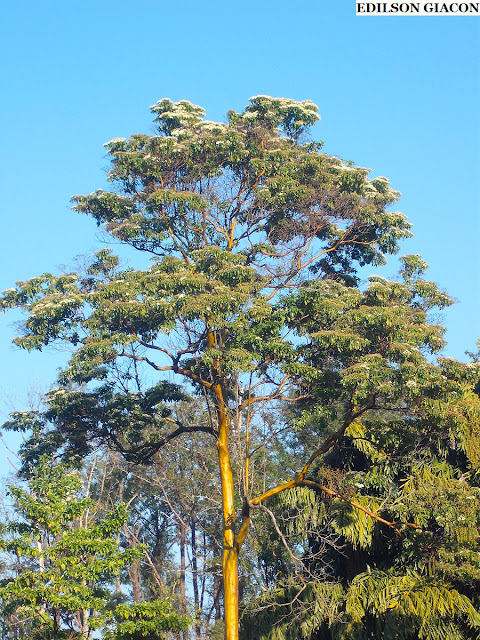 Muda de Pau Mulato ou Mulateiro - Calycophyllum Spruceanum