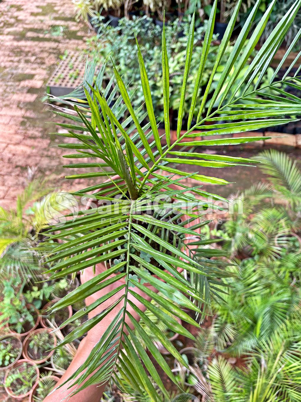Muda Palmeira Wedeliana - Lytocaryum Weddellianum