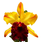 Mudas de Orquídeas de diversos tamanhos