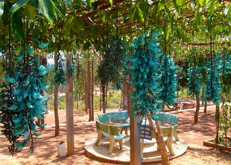 MUDA DE JADE AZUL FEITA DE ESTACA flor,muda jade azul,produtor muda ja -  Dancruz Plantas