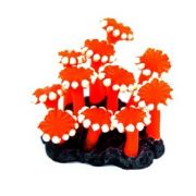 Soma Fish Coral Zoanthus Palithoa laranja ( 040183 )