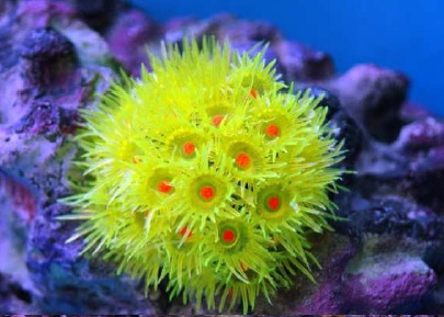 Soma Fish Coral Goniopora amarela ( 40177 )