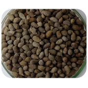Sementes Amendoim Forrageiro - Caixa com 1,0 kg