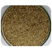 Sementes Azevém Perene (PhD Ryegrass) - Caixa com 500 gr