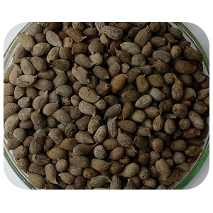 Sementes Amendoim Forrageiro - Caixa com 500 gramas