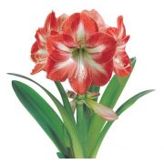 Amaryllis Minerva (Vermelho/Branco) - cartela com 1 bulbo