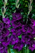 Gladíolos Black Velvet Púrpura - cartela com 6 bulbos