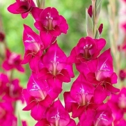 Gladiolos Silvana cor pink - cartela com 5 bulbos