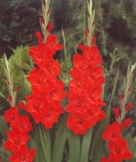 Gladíolos Traderhorn Vermelho -  cartela com 6 bulbos