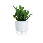 Kit Completo para plantio de Flor de Maio com vaso autoirrigável Médio Branco