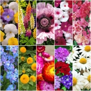 Kit Sementes de Flores 10 variedades Topseed Garden