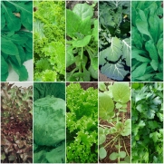 Kit Sementes de Folhosas 10 variedades Topseed Garden