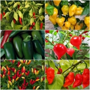 Kit Sementes de Pimentas 6 variedades Topseed Garden