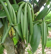 Muda de Baunilha Vanilla planifolia feita de estaca