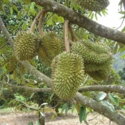 Muda de Durian ou Durião feita de semente