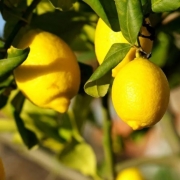 Muda de Limão Siciliano feita por enxerto