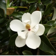 Muda de Magnólia Branca Magnolia grandiflora feita de semente