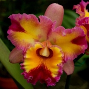 Muda de Orquídea Bc Hawaiian Rainbow x C Horace Maxima 8196-3