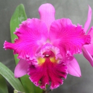 Muda de Orquídea Blc Chrissy Compton 915-PA