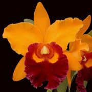 Muda de Orquídea Blc Chunyeah Moon Beauty 919-PA