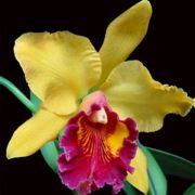 Muda de Orquídea Blc Color Magic Mendenhall 92