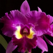 Muda de Orquídea Blc Edisto Newberry x Blx Raye Holmes 8214-1
