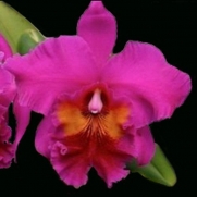 Muda de Orquídea Blc King of Taiwan Splendiferous 339-PA