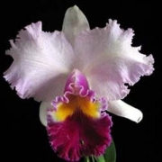 Muda de Orquídea Blc Mishima Monarch Blumen Insel 504