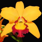 Muda de Orquídea Blc Stephen Crown 20
