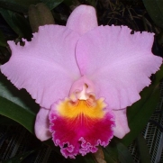 Muda de Orquídea C Horace Maxima x  Blc Sta Cruz Yuriko Suzuki 8225