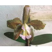 Muda de Orquídea espécie C. Schofieldiana 7067