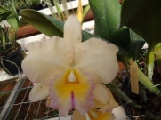 Muda de Orquídea Cattleya Bc. Pastoral Innocence AM/AOS x Blc. Yellow Peril FongYuen MS1581 ER