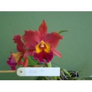 Muda de Orquídea Cattleya Blc. Exotic Drean x Blc. Chyong Guu Chaffinch MS1596