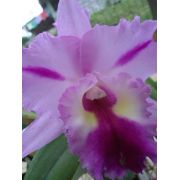 Muda de Orquídea Cattleya Blc. Genesis Alpha x C. Ruth Gee Carmela MS1531