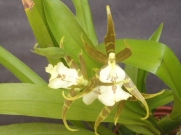Muda de Orquídea Cattleya Brassia Serene CBRS Gire Andiana x Asp. Prinei-Pissa MS1544