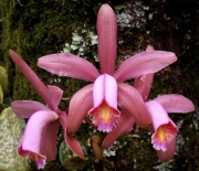 Muda de Orquídea Cattleya Forbesii var. Rubra ESP045