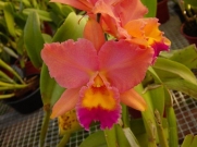 Muda de Orquídea Cattleya Lc. Fire Dance Blendie x Pot. Lovely Memory June Bride MS1650 ER