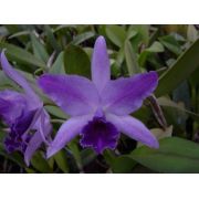 Muda de Orquídea Cattleya Lc. Mary Elizabeth Bohn Royal Flare MS1582 ER