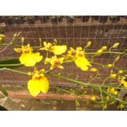 Muda de Orquídea Cattleya Oncidium Sweet Sugar Emperor SQ/JOGA BM/JOGA x Odontocidium Orquidario Silver MS1632