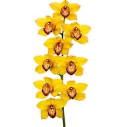 Muda de Orquídea Cymbidium Amarelo 10165-1
