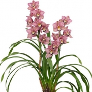 Muda de Orquídea Cymbidium Bed Flor 8377