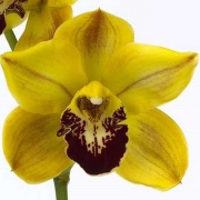 Muda de Orquídea Cymbidium Florisun 8239