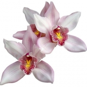 Muda de Orquídea Cymbidium Petit Surprise 8094-1