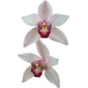 Muda de Orquídea Cymbidium Summer Pearl Shirley 8025
