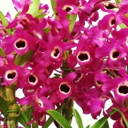 Muda de Orquídea Dendrobium Nobile 2 - DD2