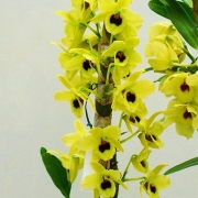 Muda de Orquídea Dendrobium Nobile 33 - DD33